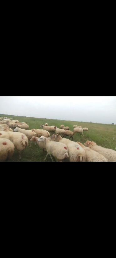 Qoyunlar, qoçlar: Dişi, il: 1, 50 kq, Damazlıq, Ünvandan götürmə — 11