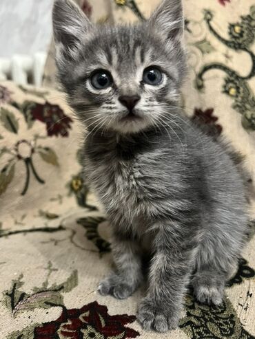 манчкин кот цена бишкек: Котёнок серого окраса с мраморным табби-рисунком. - Возраст на фото