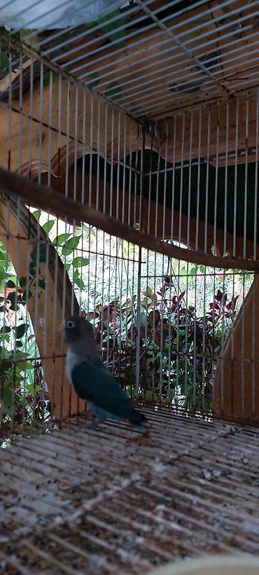 sirin pisik səkilləri: 6 7 ayliq fiwerdi maskovskidi ter temiz qandi xeyvanin saglamliqina — 2
