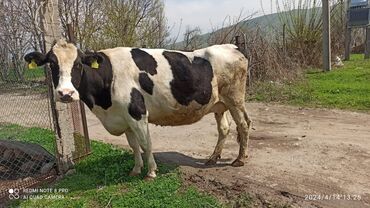 Коровы, быки: Продаю | Корова (самка) | Голштин | Для разведения, Для молока | Племенные, Стельные