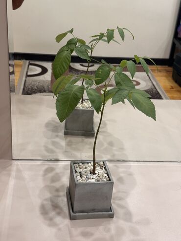 кочот бак: Орех, горшок из бетона, почва покрыта мраморными крошками) самовывоз