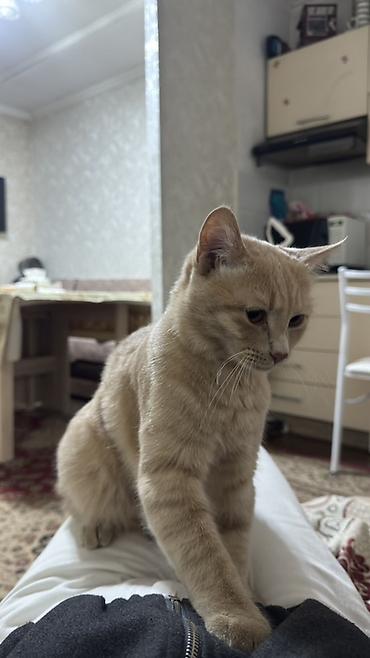 Отдам даром кошку: Кошка даром: Скотиш Страйт (Шотландская прямоухая), 10 месяцев, Мальчик — 3