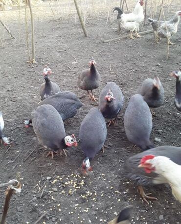 на ферме есть куры козлы и коровы: Продаю | Куры, Петух