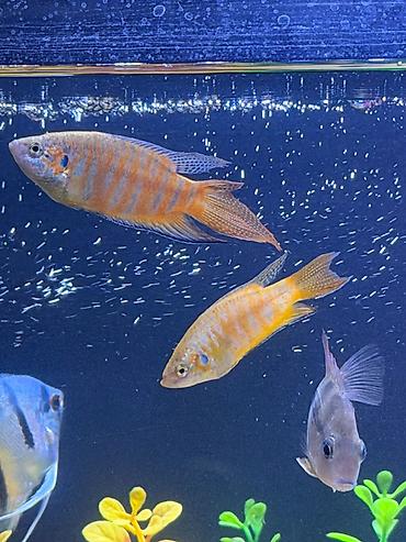 balaca akvarium qiymeti: 6manat qiymet birine aiddi tam saglam baliqlardi — 1