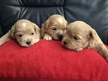 Psi: Maltipoo štenci, prelepe bebe Na prodaju prelepi štenci maltipoo na lalafo.rs — 1 Psi: Maltipoo štenci, prelepe bebe Na prodaju prelepi štenci maltipoo — 1