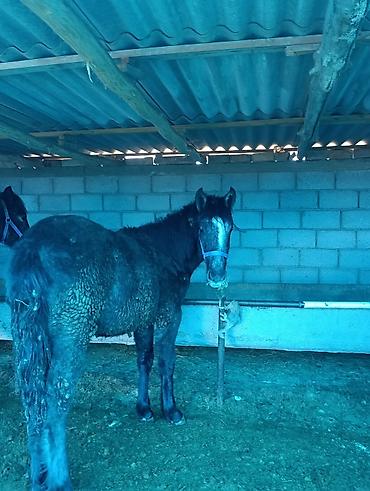 Лошади, кони: Продаю | Жеребец | Для разведения | Племенные — 4