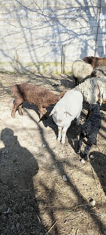 Баран, овца: Продаю | Овца (самка) | Для разведения | Матка — 6