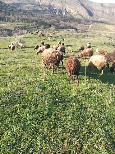 kiçik heyvanlar: Heyvanlar xızı rayonundadı istəyən əlaqə saxlasın — 5