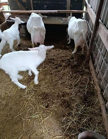 Козы, козлы: Продаю | Козлёнок | Для разведения — 17