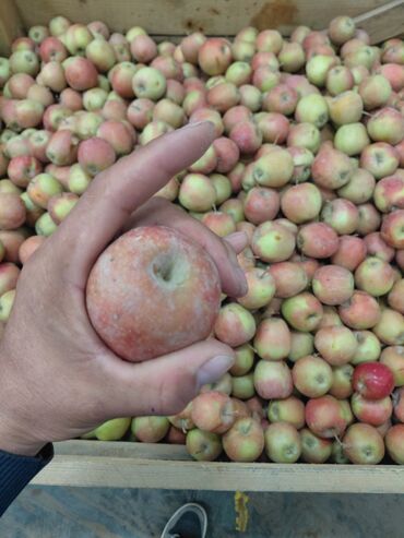 костюмерная винтаж дворец спорта ( костюмерная фея) бишкек: Алмалар Дүңүнөн