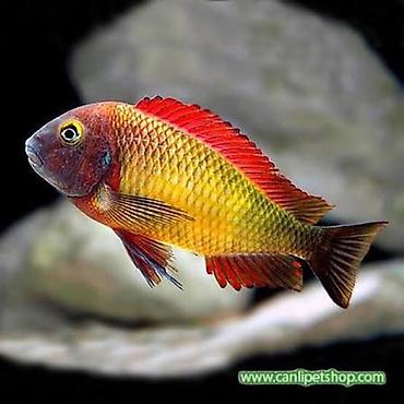 belamur balığı haqqında: Akvarium üçün Afrika siklidi – Tropheus sp. “İlangi” (Tanganika Gölü — 1