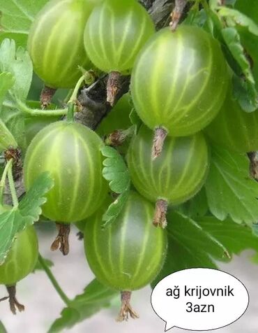 Toxumlar: Килемейве. Тинклери. Сатылыр. Чатдырыма. Вар. Вотсапп -da lalafo.az — 7 Toxumlar: Килемейве. Тинклери. Сатылыр. Чатдырыма. Вар. Вотсапп — 7