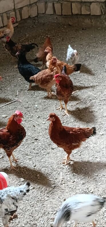 кокер спаниель баку: 7 aylıq kənd toyuqları