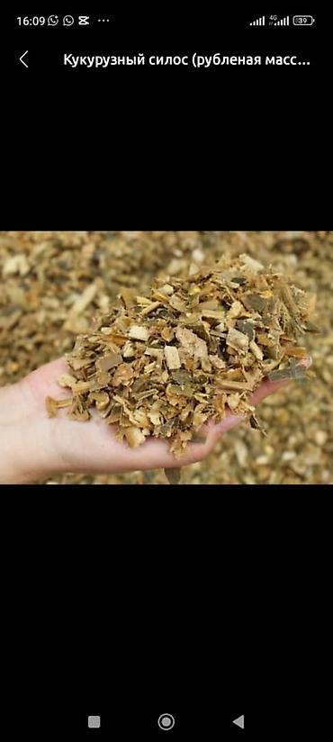 Корма для с/х животных: Кукурузный силос 7 сом + доставка сенаж 8000 сом + доставка качества — 2