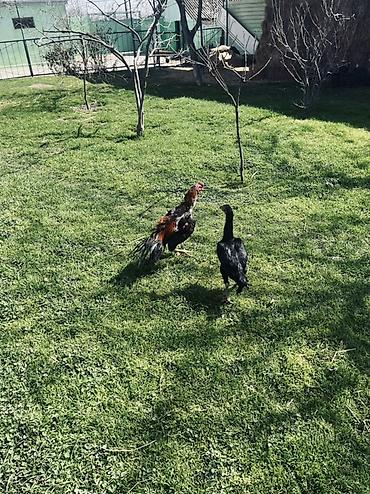 tap az goyercin satisi: Təmiz qan heyvanların mayalı yumurtaları satılır. Xoruz təmiz qan — 6
