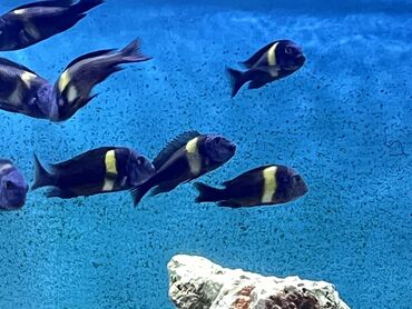 шотландский вислоухий котенок: Цихлид