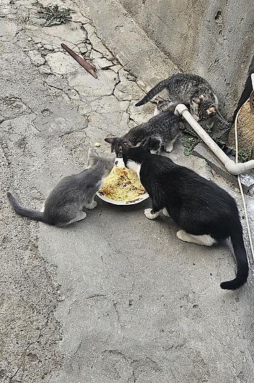 pişik paltarları: Sahibləndirilir baxa bilən heyvan sevgisi olan insanlar narahat etsin — 1