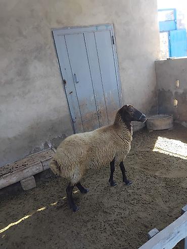 balın kilosu: Ana nala 1.ci qarin bala disi. qirmizi qoyun 2 ci qarina bogaz. qumral — 5