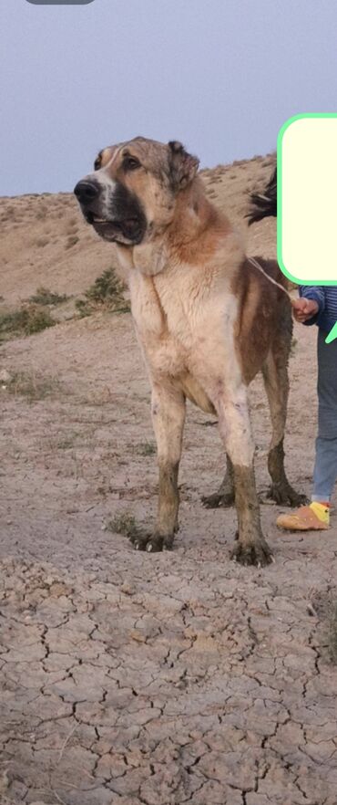 кошку в добрые руки: Алабай, 2 года, Самец