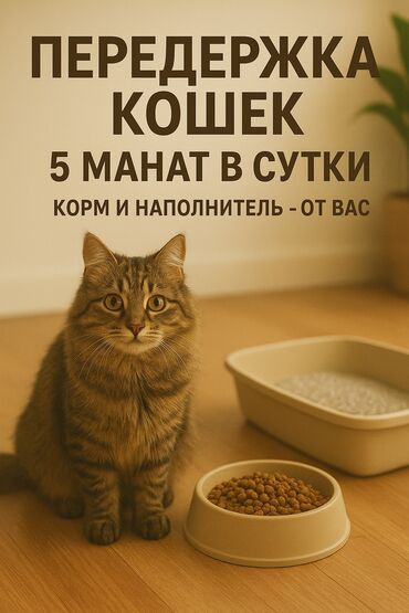 Təlim, kurslar: Передержка домашних кошек
