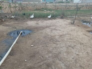 2 комнатные квартиры в новостройках: 5 sot, Tikinti, Maklerlər narahat etməsin, Kupça (Çıxarış)