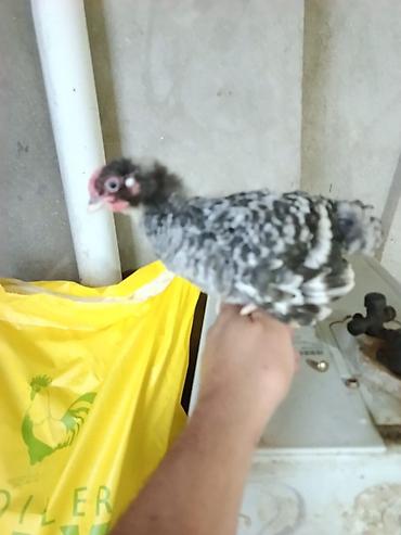 cücə kosin: Toyuq cücələri, Damazlıq, Ünvandan götürmə, Ödənişli çatdırılma, Rayonlara çatdırılma — 8