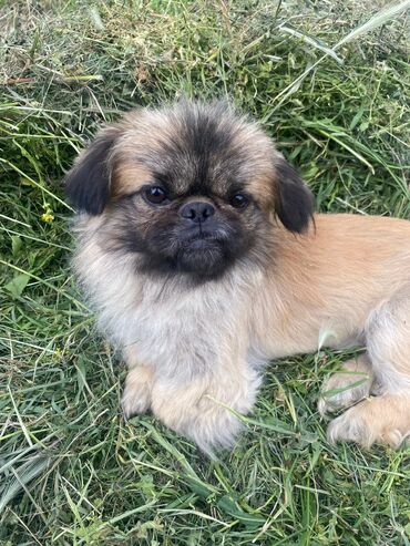 İtlər: Pekines, 3 il, Erkek, Cütləşmə üçün, Ünvandan götürmə
