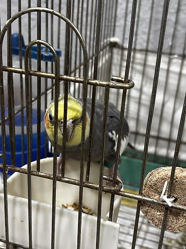 ev quslarinin satisi: Erkəkdi, cavandı,mahnlda oxuyurələ gəlir
Dişi karella ilə barter var — 5