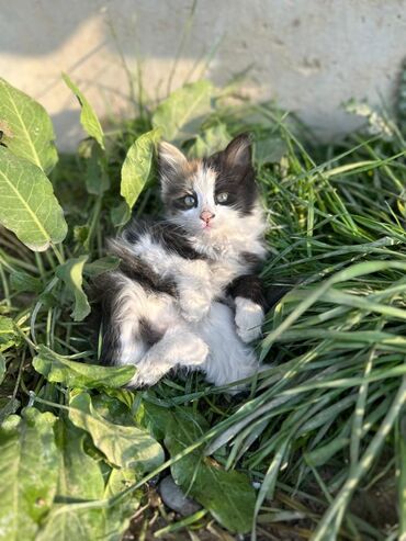 куда отдать собаку бишкек: Кошка даром: Беспородная, 2 месяца, Девочка