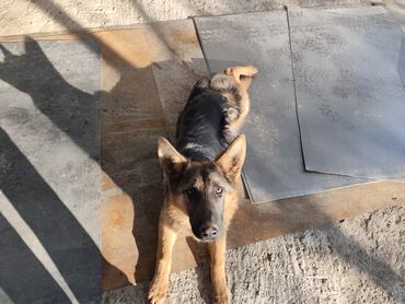 Продажа собак: Немецкая овчарка, 5 месяцев, Самка, С прививкой — 3