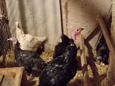 Hinduşkalar: Hinduşka sürüsü – qara və ağ rəngli fərdlər hinduşkalar satilir — 6