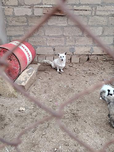 pomeranian boo satilir: Zvonok, 1 il, Dişi, Peyvəndli, Ünvandan götürmə — 3