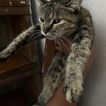 куплю сиамского котенка: Котёнок серо-полосатый с мамой (тигровый окрас) с белой грудкой и — 6