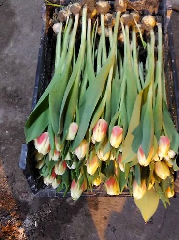 Цветы и букеты: Тюльпаны тепличного выращивания от производителя интересные цены - — 10