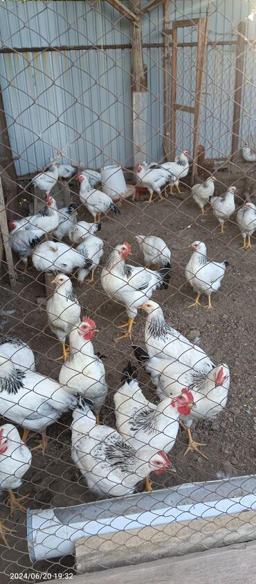 Птицы: Продам Адлера. Возраст 4месяц