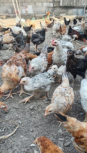 quş papuqay: Yerli çolpalar – cəmi 5 AZN! 🔥 🐔 Sağlam və keyfiyyətli 🌿 Təbii — 5
