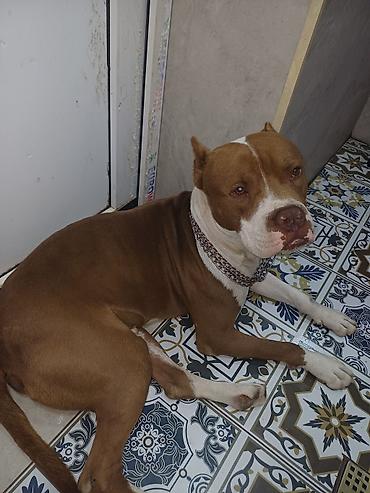 İtlər: Pitbul, Erkək — 2