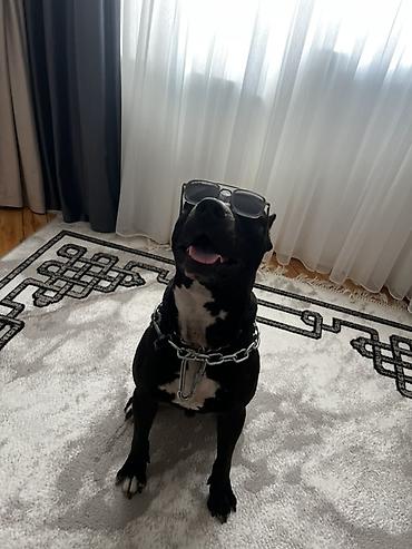 pitbul itlər: Pitbul, 2 il, Erkək, Cütləşmə üçün — 7