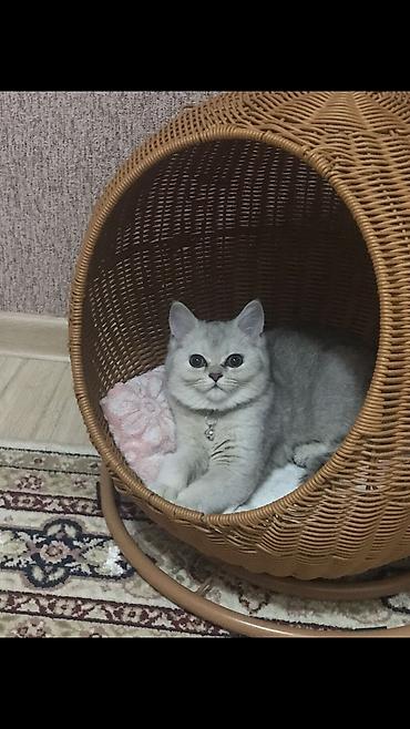 хайленд страйт цена: Кошка даром: Скотиш Страйт (Шотландская прямоухая), 4 месяца, Мальчик, Приучена к лотку, Проглистована, С прививками — 7