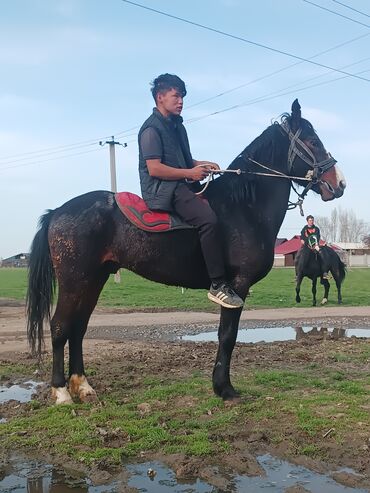 Жылкылар, аттар: Сатам | Байтал | Аргын | Көбөйтүү үчүн | Жасалма жол менен боозутуу