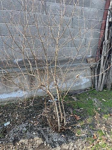 Фрукты и ягоды: Продам саженцы: винограда 3 сорта, гранат, малина — 5