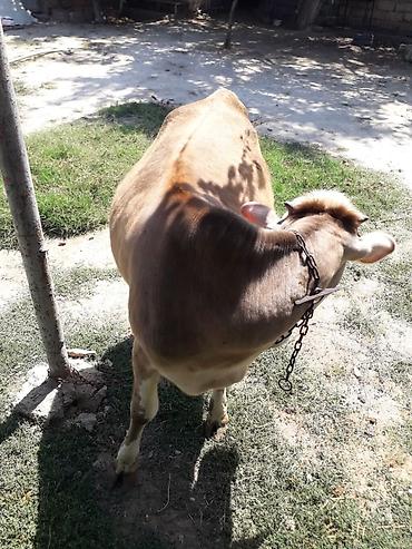 simmental inək cinsi: Simental tipli dişi buzov/qiça (qonur-açıq rəngli, ağ başlı). Orta — 2