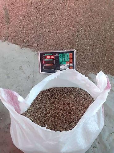 Эспарцет: Эспарцет. Семенное хозяйство Победитель. сорт: Иссык Кульский. 2 — 14