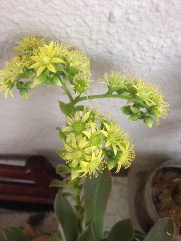 Otaq bitkiləri: Otaq bitkileri — 10