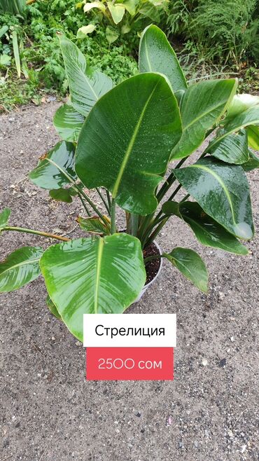 подвесной кресло: Комнатные растения крупного размера: - Стрелиция (Strelitzia)