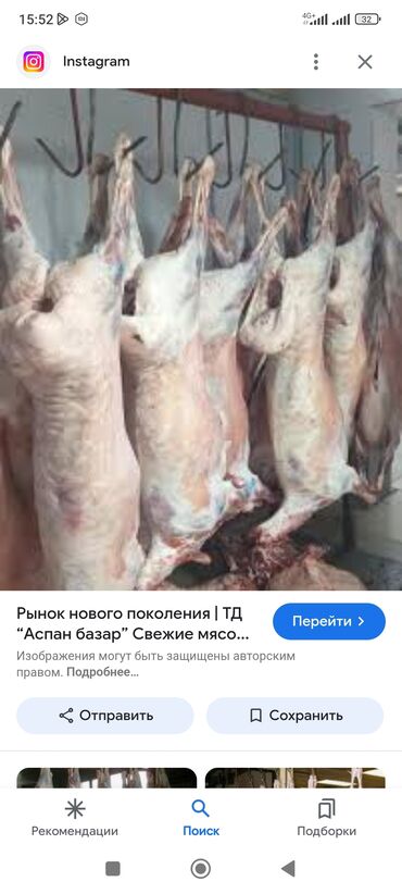 продаю музоо торпок корова самка бык самец айрширская ангус алатауская на забой для разведения на откорм племенные нетель привязанные: Куплю | Бараны, овцы | На забой, на мясо