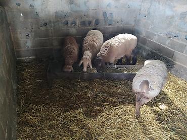 Баран, овца: Продаю | Овца (самка) | Для разведения | Матка — 10