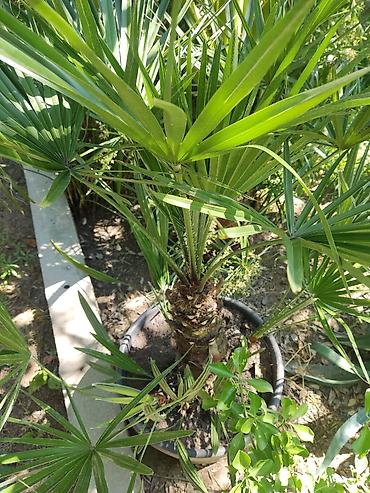 bitki guli: Yelpəzəyarpaq xurma (Chamaerops humilis) – qara plastik dibçəkdə — 2