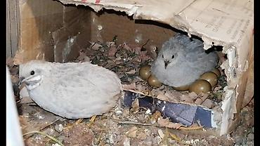 bildirçin qefesi: Mayalı çin bildirçini yumurtası satılır. 1i 1azn. Fərələr hər gün — 1