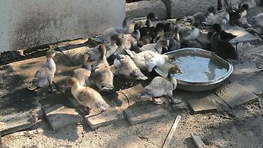 ördək qaz: Lavanda və Zümrüt ördəklər Böyükler 7 ayliq 23 azn dişi ekrək aprel — 7